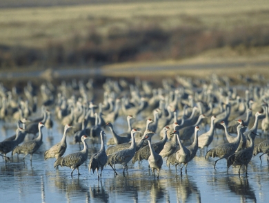 Sandhill Cranes at Muleshoe National Wildlife Refuge