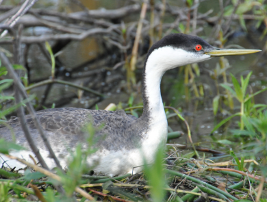 A grebe, an aquatic bird, with bright red eyes, black body and white neck and belly, sits on it’s nest above water. 