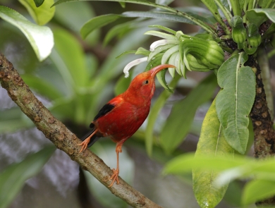 An ʻIʻiwi perching on a branch while reaching with its beak for nectar from a white flower
