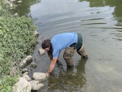 A biologist places a juvenile freshwater mussel into a river
