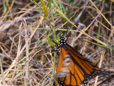 A monarch butterfly crawls on a small whorled milkweed amidst dried grass and shrubs.