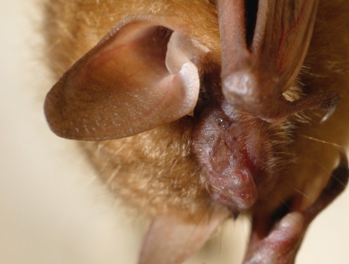 a portrait of a hanging bat with large ears, folded arms, and a fuzzy brown body