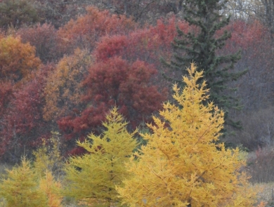 Golden tamarack trees in front of red leaf oaks and a spruce.