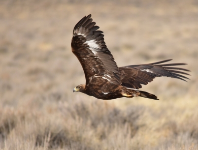 Golden eagle in flight.