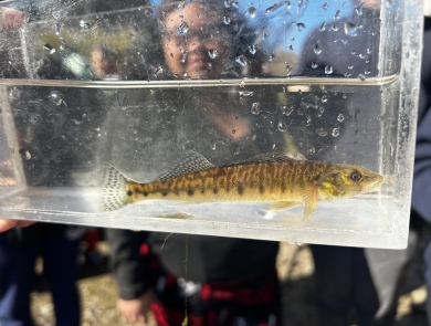 Image of student looking at a logperch in a clear fish viewer.