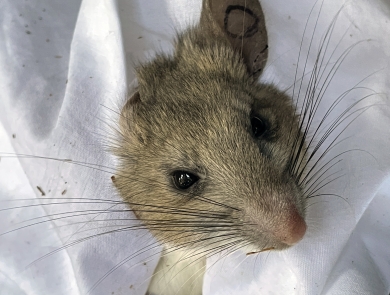 a close up of a riparian woodrat's face, with its body held in a pillowcase
