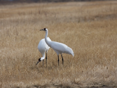 Whooping Cranes