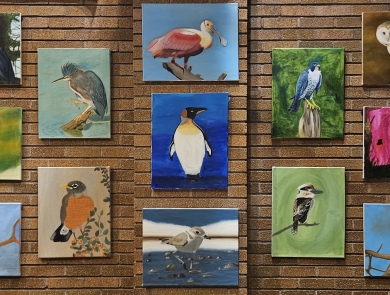 An art exhibit of 17 acrylic paintings of various birds hung on brick wall.