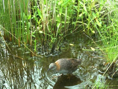 An Eastern black rail walk through water.