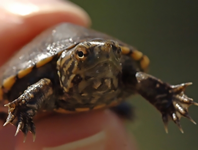 a small green and gray turtle is held between a thumb and finger