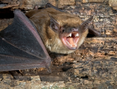 A brown opens it mouth while resting on the bark of a tree