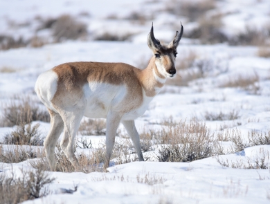 Pronghorn in the snow