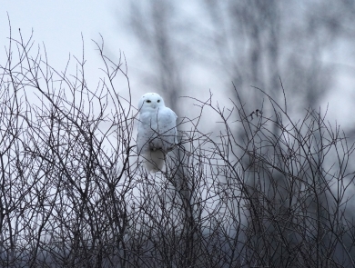 Snowy owl perched in a shrub