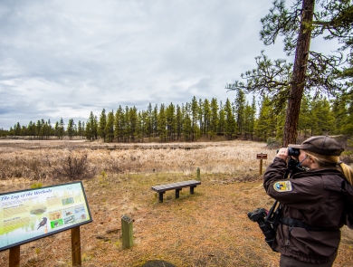A ranger uses binoculars to look for birds while standing next to an interpretive panel
