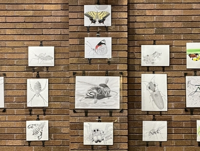 Display of insect illustrations on a brick wall