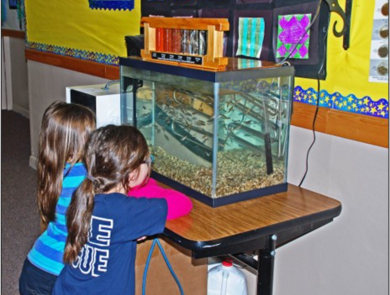 Two California students watch classroom tank. 