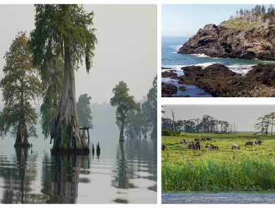 three different landsacpes: swamp, shoreline, grasses.