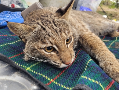 Bobcat on blanket is fitted with GPS collar.