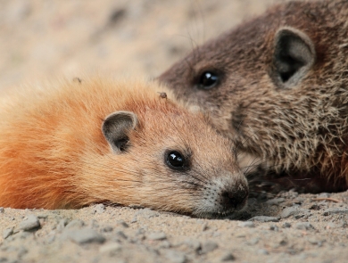Close up of a groundhog pup laying in the rocky sandy dirt close to its mom 