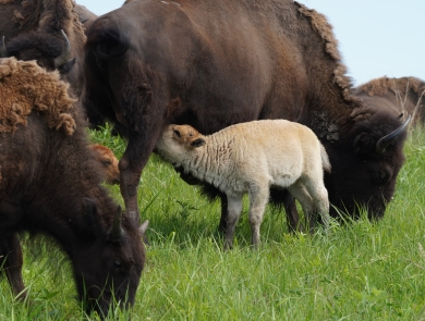 A white bison calf is nursing from its mother cow.