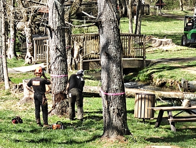 Two Men Cutting Down Old Trees and one hauling them off