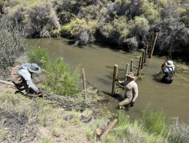 Three YCC staff building a weir at Stillwater NWR across a stream with flowing water waistline high. 