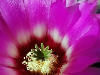 A extreme close-up of a violet petaled flower with a green palm stigma rays.