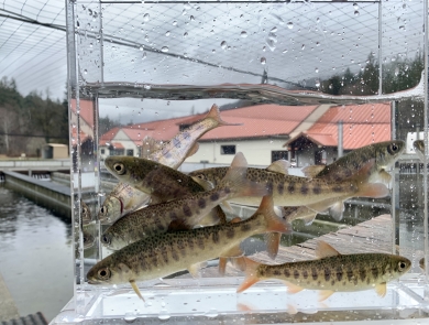 Juvenile coho salmon in a small fish tank with the Quilcene National Fish Hatchery facility in the background.