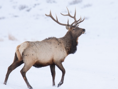 Antlered elk in snowy field