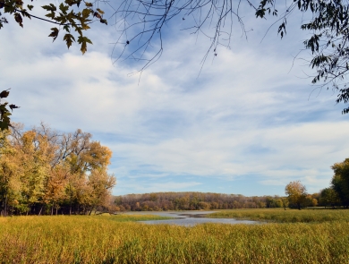 Blue sky fills up upper two thirds of frame with yellow fall foliage and wetland with grasses filling lower third