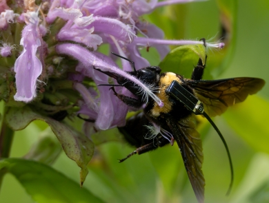 Close-up of a black and gold bumble bee with a tracking device attached, feeding on a purple flower.