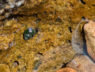 Through calm, clear waters, an emerald-green spiral springsnail is shown, sitting on a tan rock with holes.