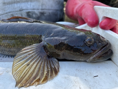 Bigmouth Sleeper, Gobiomorus dormitor