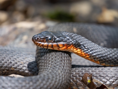 A close up shot of a snake’s face, showing its black scales and orange chin