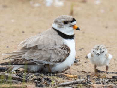 An adult Great Lakes piping plover rests on a sandy beach, with one chick hidden under its feathers and one chick standing next to the adult. The chick is white and mottled grey and brown. The adult is mostly light grayish brown with a white front and a collar of black feathers.