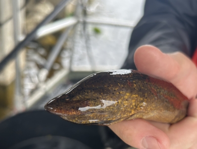 Asian Swamp Eel