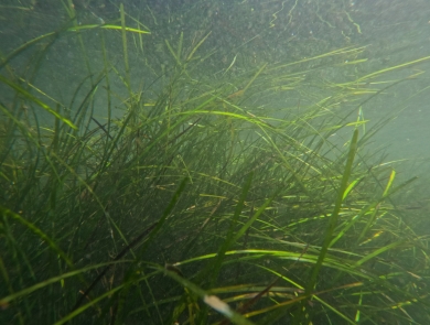 Underwater photo of eelgrass in Casco Bay, Maine.