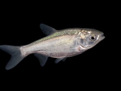 A three inch silver fish photographed against a black background
