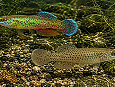 Barrens Topminnow (Fundulus julisia) Male and Female