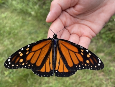 Black, orange and white butterfly with a solar radio tag on its body resting a biologist’s hand.