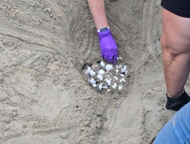 Two people uncovering a sea turtle nest in the sand.