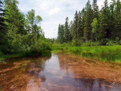 Photo of stream and surrounding riparian forest