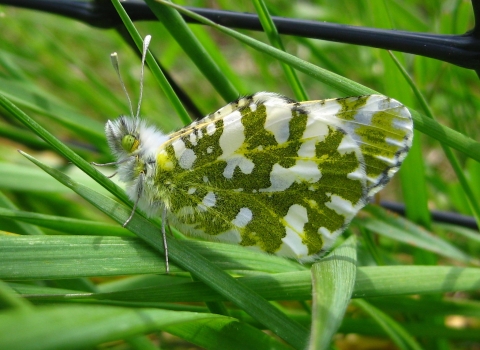Adult island marble butterfly resting on a blade of grass.