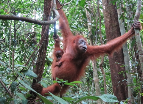 A mother orangutan and baby.