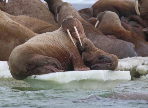 walrus cow and calf on the ice