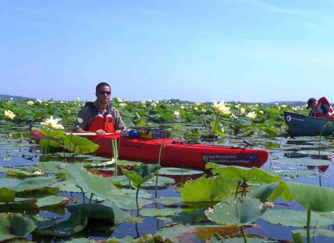 A kayak and canoe move between flowering lily pads on a river