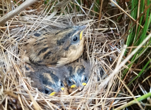 Saltmarsh Sparrow mother and chicks huddled in nest in salt marsh