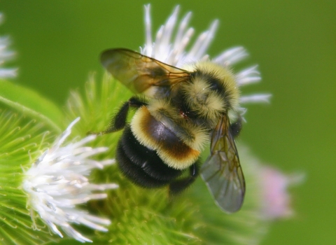 A rusty-patched bumblebee on a white flower