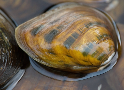 A picture of a clubshell mussel, a shiny brown and black mussel shell