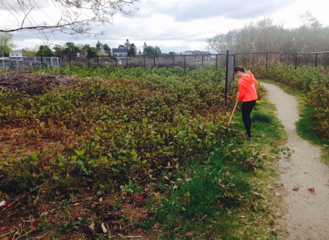 A young woman in a bright orange coat stands at the edge of a field completely covered in the invasive plant, the Japanese knotweed. She holds a digging tool in her hand and prepares to remove the plant manually. 